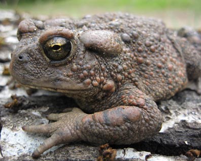 California Toad